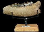 Irish Elk Jaw Section With Stand - Pleistocene, Germany #92507-1